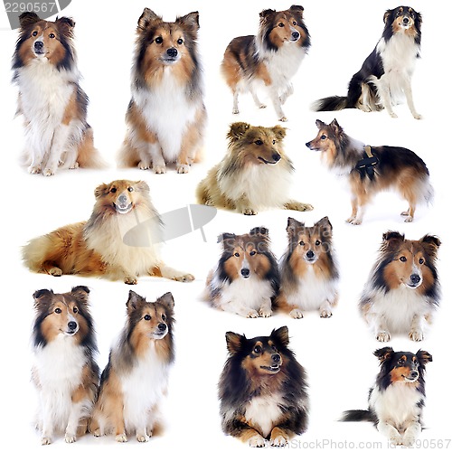 Image of shetland dogs