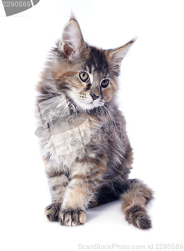 Image of maine coon kitten