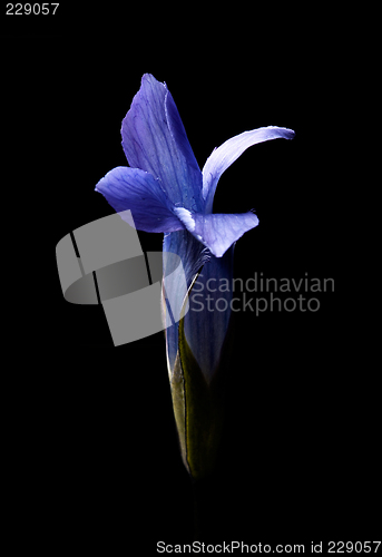 Image of Gentiana barbata