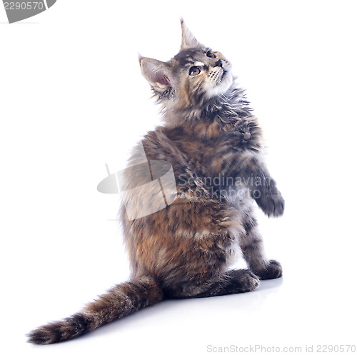 Image of maine coon kitten