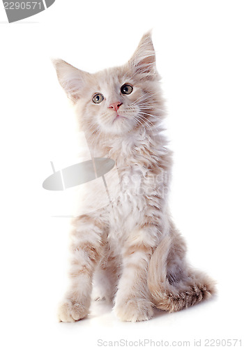 Image of maine coon kitten