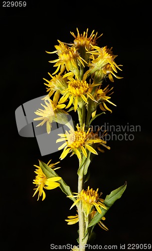 Image of Ligularia sibirica