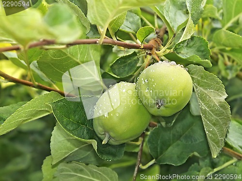 Image of Two small green apples fruit