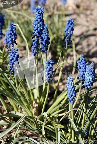 Image of Blue Muscari