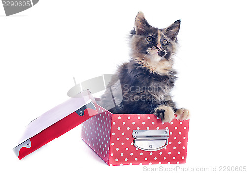 Image of maine coon kitten in a box