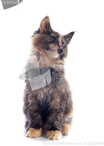 Image of maine coon kitten