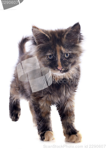 Image of maine coon kitten