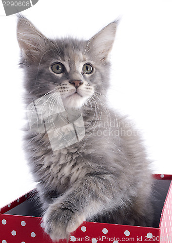 Image of maine coon kitten