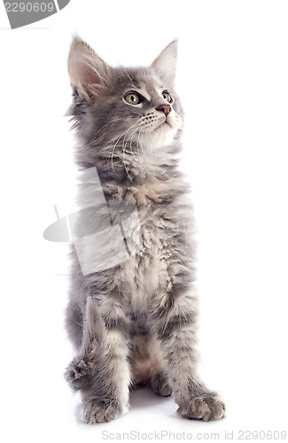 Image of maine coon kitten