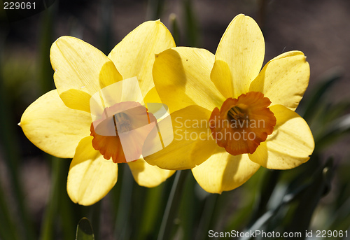 Image of Yellow Narcissus