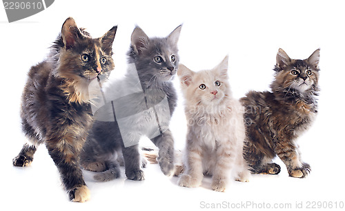 Image of maine coon kitten