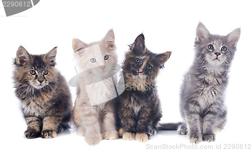 Image of maine coon kitten