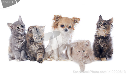 Image of maine coon kitten and chihuahua