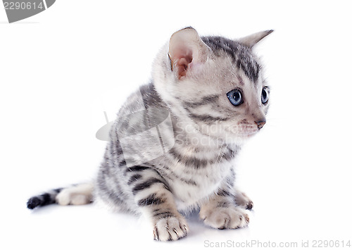 Image of bengal kitten