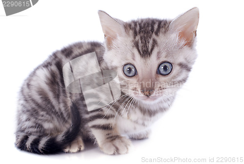 Image of bengal kitten