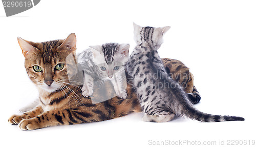 Image of bengal kitten and adult