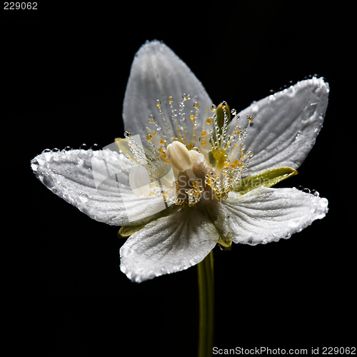 Image of Dew on grass-of-Parnassus flower