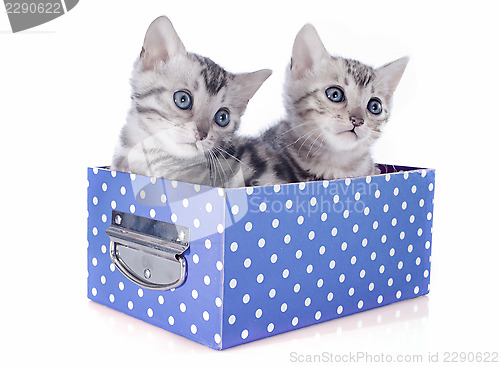 Image of bengal kitten in box