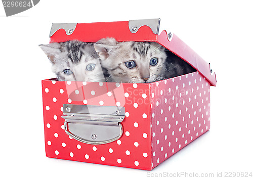 Image of bengal kitten in a box