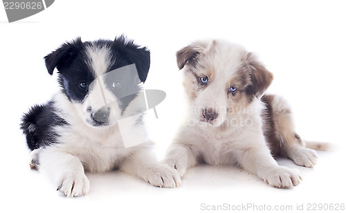 Image of puppies border collies