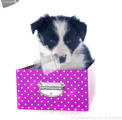 Image of puppy border collie in a box