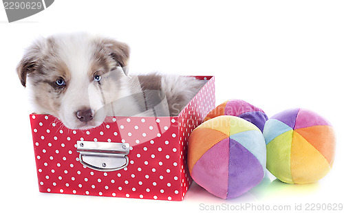 Image of puppy border collie in box