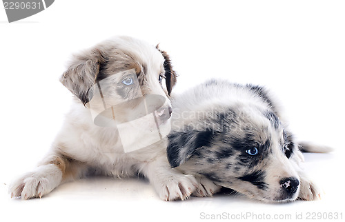 Image of puppies border collie