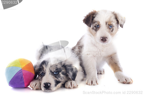 Image of puppies border collie