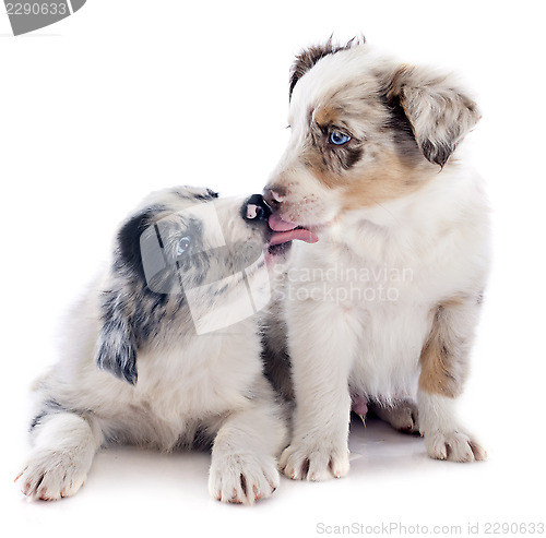 Image of puppy border collie