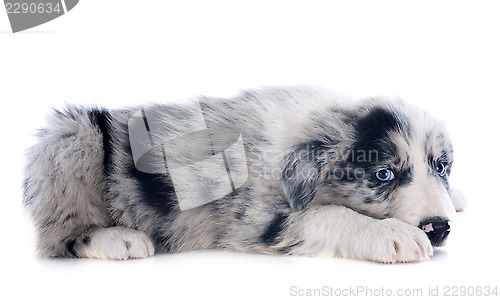 Image of puppy border collie