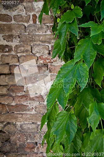 Image of ivy growing on old brick wall 
