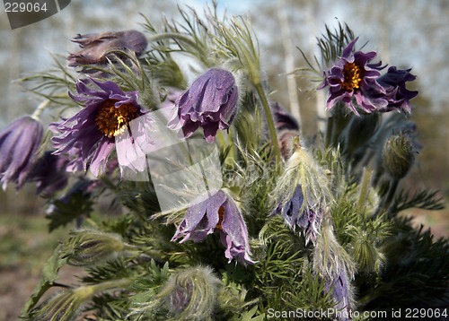 Image of Pasque-flowers