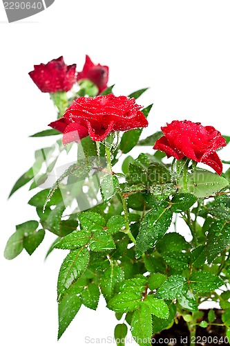 Image of red roses with water drops