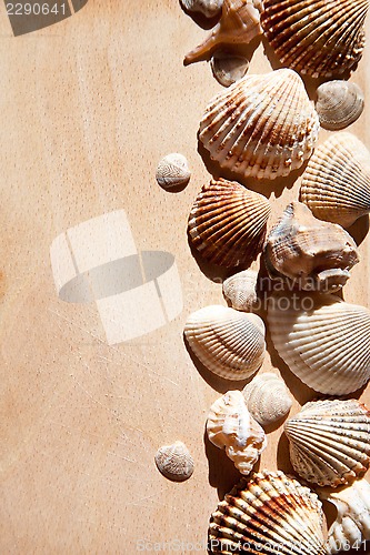 Image of sea shells and star