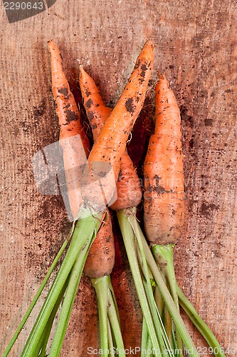 Image of fresh carrots bunch