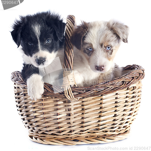 Image of puppies border collie