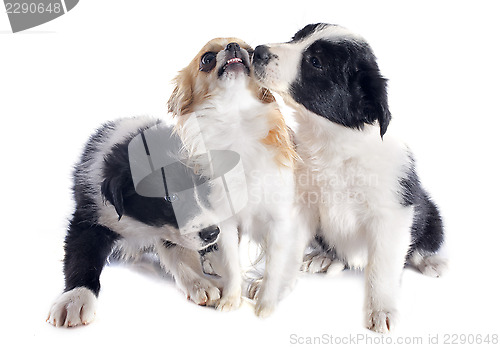 Image of puppies border collies and chihuahua