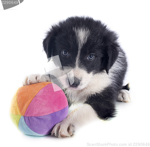 Image of puppy border collie and ball