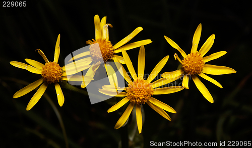 Image of Senecio jacobea