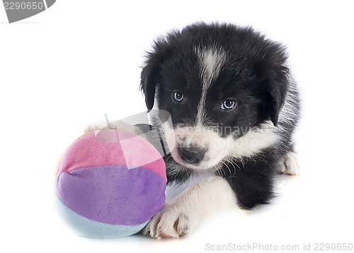 Image of puppy border collie