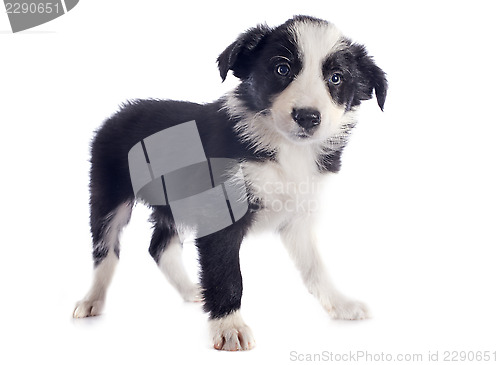 Image of puppy border collie