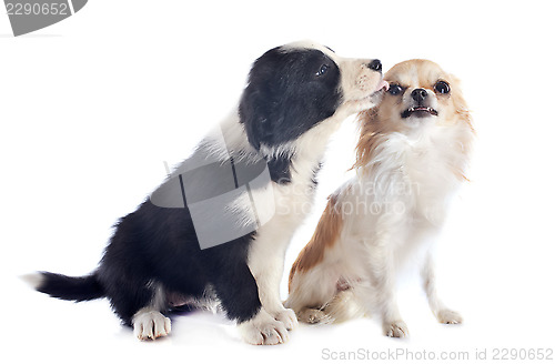 Image of puppy border collie and angry chihuahua