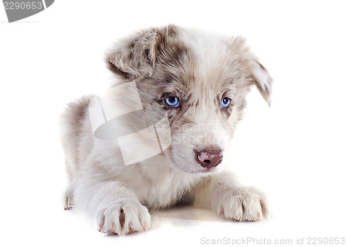 Image of puppy border collie