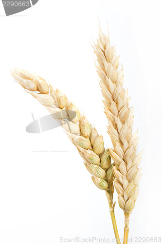Image of Close up wheat cereal crops