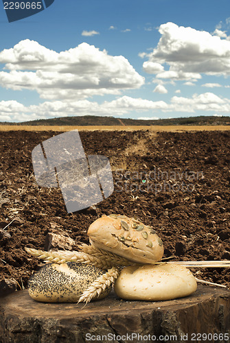 Image of Bread and wheat ears. Plowed land