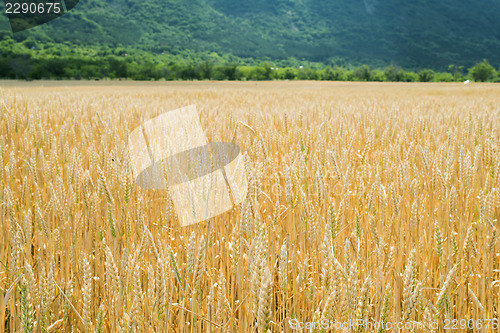 Image of Cereal crops 