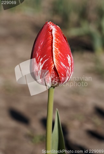 Image of Red Tulip
