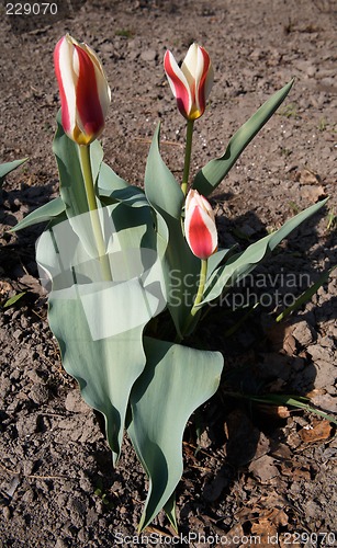 Image of Red Tulips