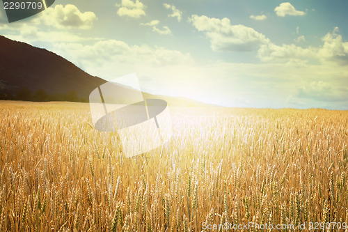 Image of Cereal crops and sunlight