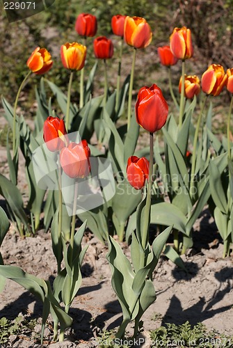 Image of Red Tulips